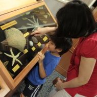 Open House at the Raffles Museum of Biodiversity Research