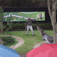 Sydney 2011: Australian Reptile Park