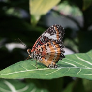 Butterflies at Hort Park