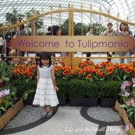 Fairytales Come Alive With Tulipmania
