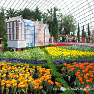 Tulipmania 2014: In Full Bloom At Gardens By The Bay