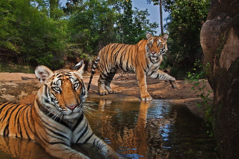 Tigress cubs at waterhole India Photo Credit Steve Winter